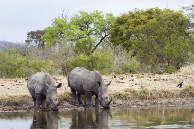 Güney beyaz gergedan Kruger National park