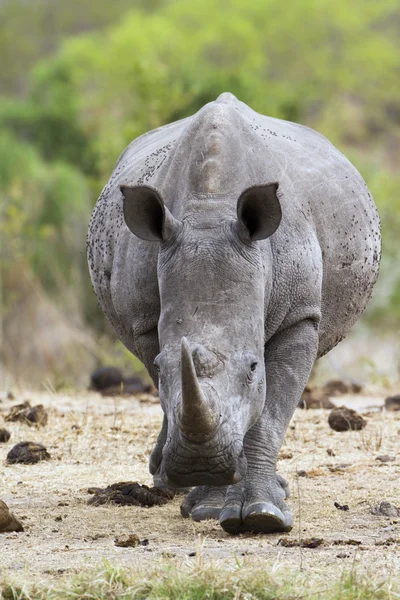 Südliches Breitmaulnashorn im Kruger Nationalpark — Stockfoto