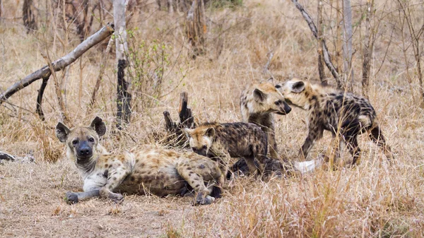 Gevlekte hyaena in Kruger National park — Stockfoto