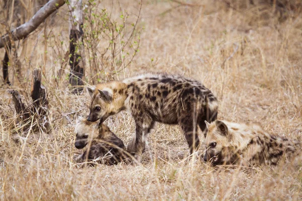 Strakaté hyaena v Kruger National park — Stock fotografie