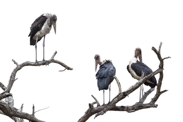 Cigogne Marabou isolée en fond blanc — Photo