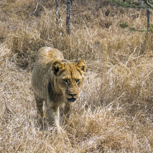 Leão no Parque Nacional Kruger — Fotografia de Stock