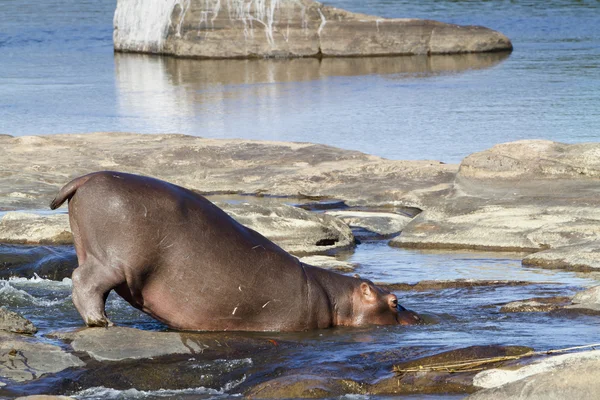 Hippopotame dans le parc national Kruger — Photo