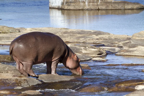 Flodhäst i Kruger National park — Stockfoto