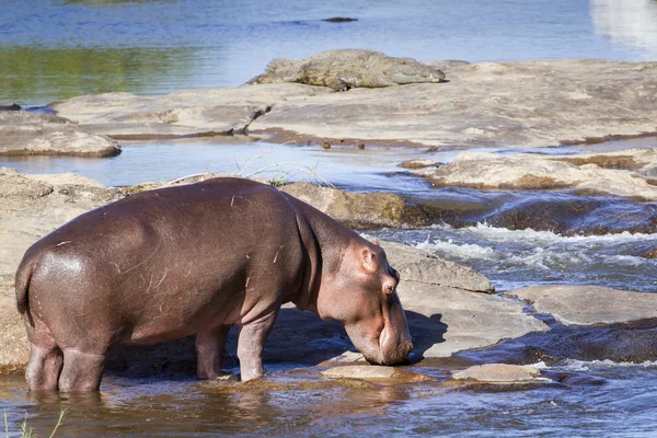 Ippopotamo nel parco nazionale di Kruger — Foto Stock