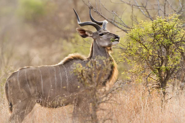 Większe kudu w Kruger National park — Zdjęcie stockowe