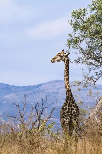 Zsiráf a Kruger Nemzeti park — Stock Fotó