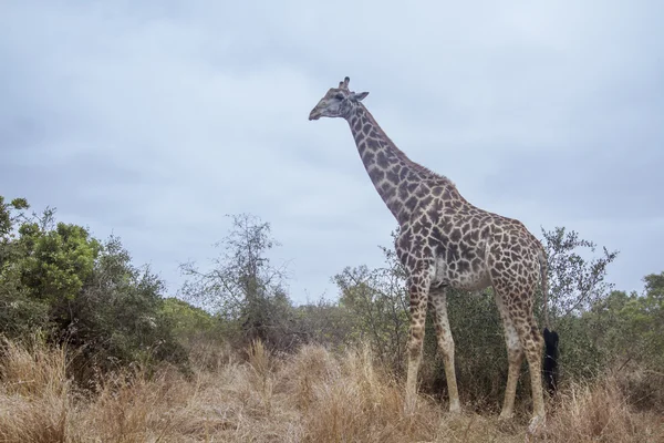 Jirafa en el Parque Nacional Kruger — Foto de Stock