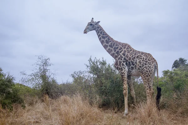 Žirafa v Kruger National park — Stock fotografie