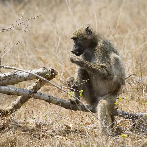 Babuíno Chacma no Parque Nacional Kruger — Fotografia de Stock