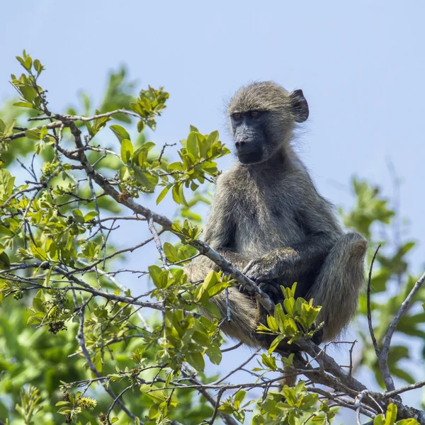 Beerbaviaan in Kruger National park — Stockfoto