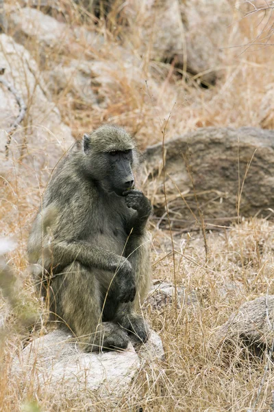 Babuino Chacma en el Parque Nacional Kruger —  Fotos de Stock
