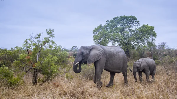 Elefante arbusto africano no parque nacional de Kruger — Fotografia de Stock