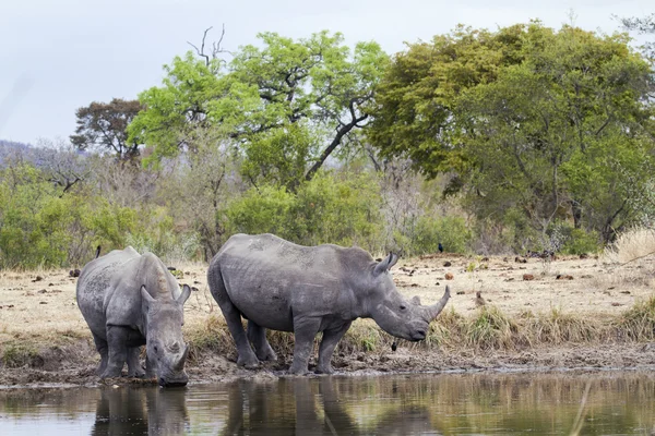 Rinoceronte bianco meridionale nel parco nazionale di Kruger — Foto Stock