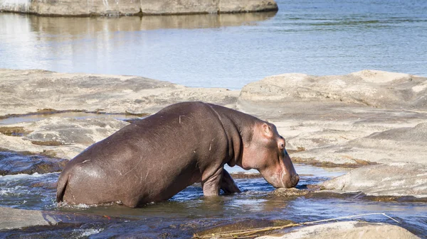 Hippopotamus in Kruger National park Royalty Free Stock Photos