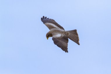 Sarı gagalı çaylak Kruger National park