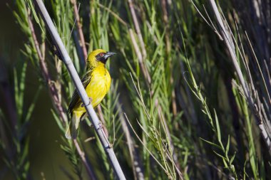 Köy weaver Kruger National park