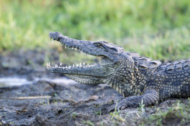 Nile crocodile in Kruger National park clipart