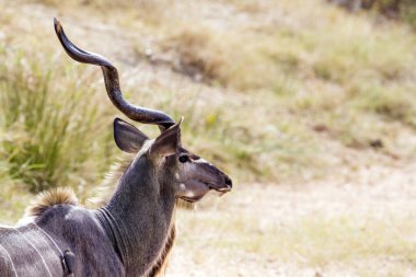 Büyük kudu Kruger National park