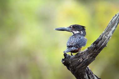 Afrika dev kingfisher Kruger National park