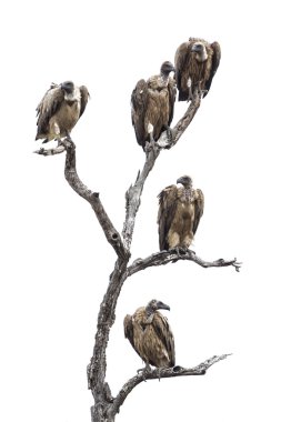 Cape akbaba Kruger National park