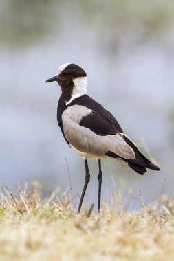 Demirci kız kuşu Kruger National park