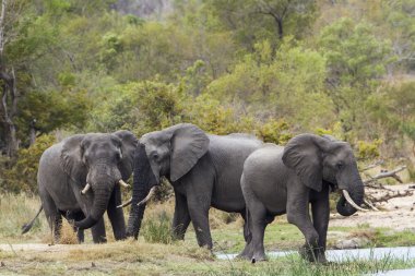Afrika bush fil Kruger National park