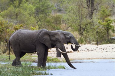 Afrika bush fil Kruger National park