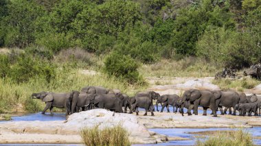 African bush elephant in Kruger National park clipart