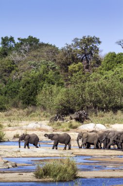 Afrika bush fil Kruger National park