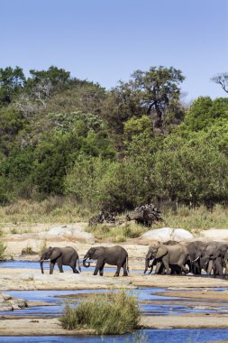 Afrika bush fil Kruger National park