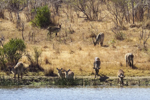 Waterbuck en el Parque Nacional Kruger —  Fotos de Stock