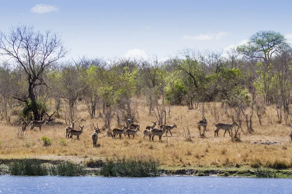 Waterbuck no Parque Nacional de Kruger — Fotografia de Stock