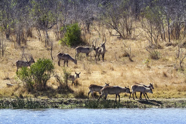 Waterbuck 크루 거 국립 공원 — 스톡 사진