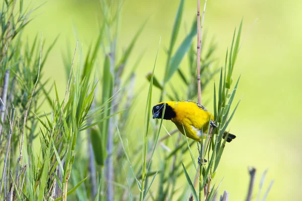 Tessitore di villaggio in Parco nazionale di Kruger — Foto Stock