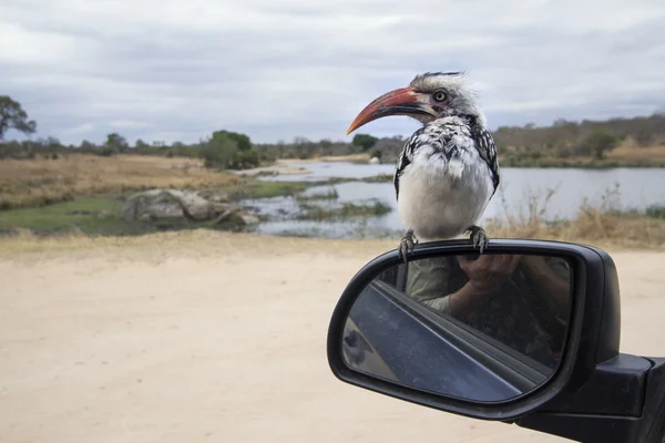 Südlicher Rotschnabelvogel im Kruger Nationalpark — Stockfoto