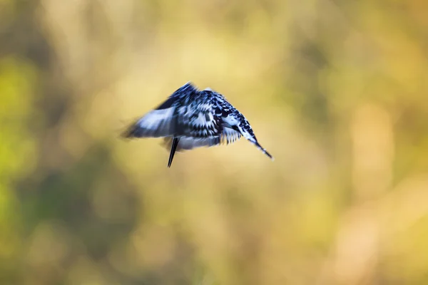 Pied kingfisher i Kruger National park — Stockfoto