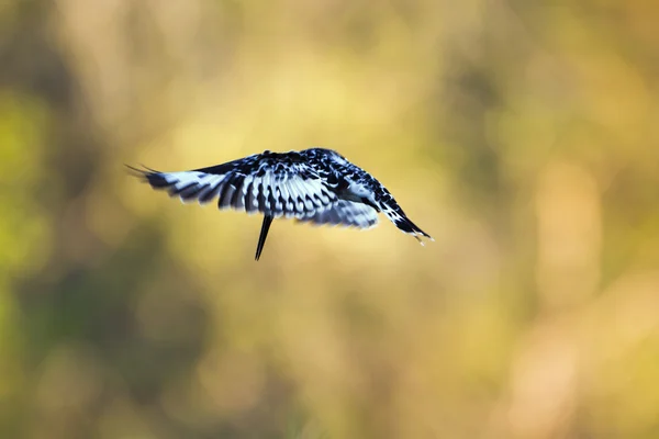 Peixe-rei no parque nacional de Kruger — Fotografia de Stock