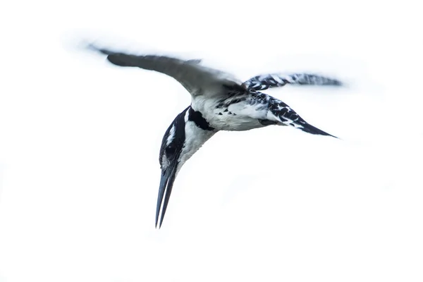 Pied Kingfisher ізольовані на білому тлі — стокове фото