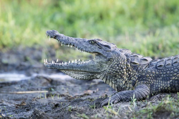 Crocodilo do Nilo no Parque Nacional Kruger — Fotografia de Stock