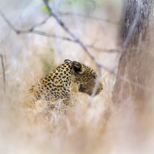 Leopard a Kruger Nemzeti park — Stock Fotó