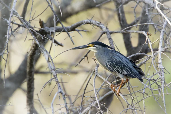 Zöldkabátos gém a Kruger Nemzeti park — Stock Fotó