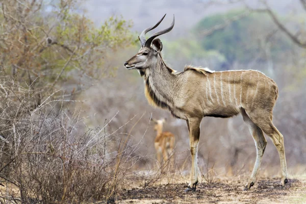 Grote koedoe in Kruger National park — Stockfoto