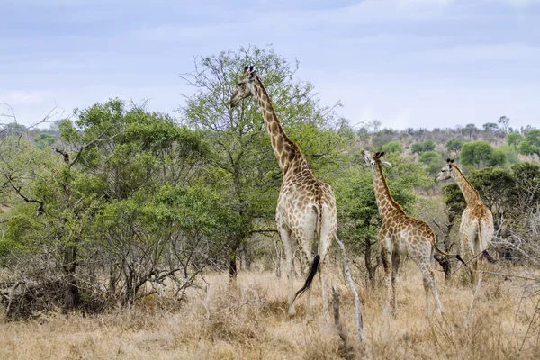 Žirafa v Kruger National park — Stock fotografie