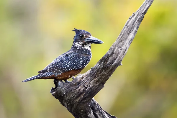 Afrika dev kingfisher Kruger National park — Stok fotoğraf