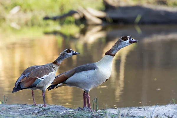 Mısır kaz Kruger National park — Stok fotoğraf