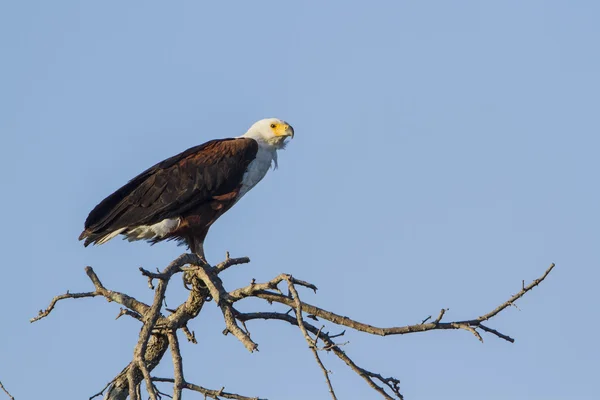 Aigle africain isolé dans le ciel bleu — Photo