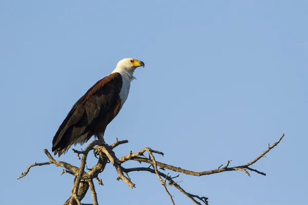 Aigle africain isolé dans le ciel bleu — Photo