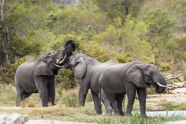 Elefante del bush africano nel parco nazionale di Kruger — Foto Stock