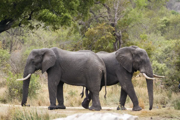 Elefante arbusto africano no parque nacional de Kruger — Fotografia de Stock